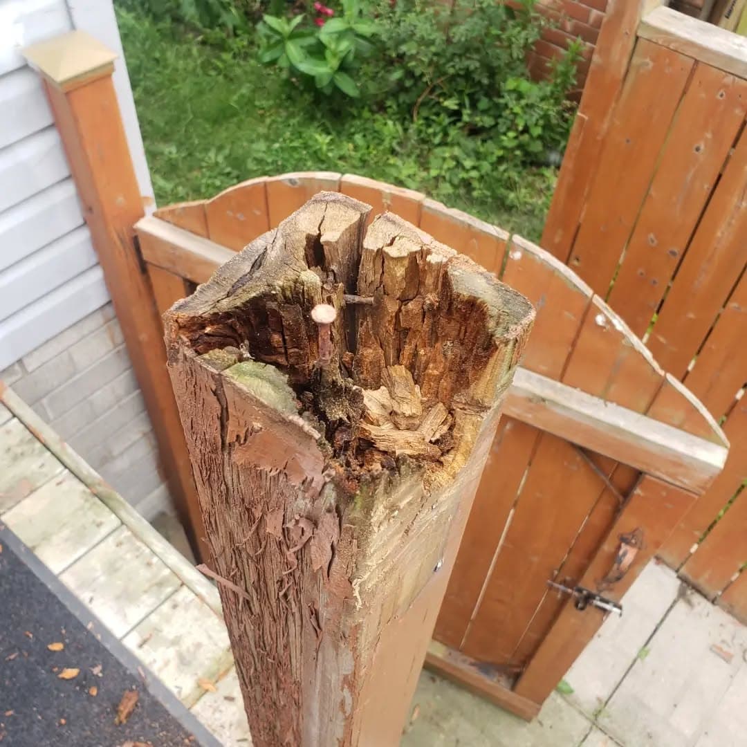 Rotten railing post removed during demolition
